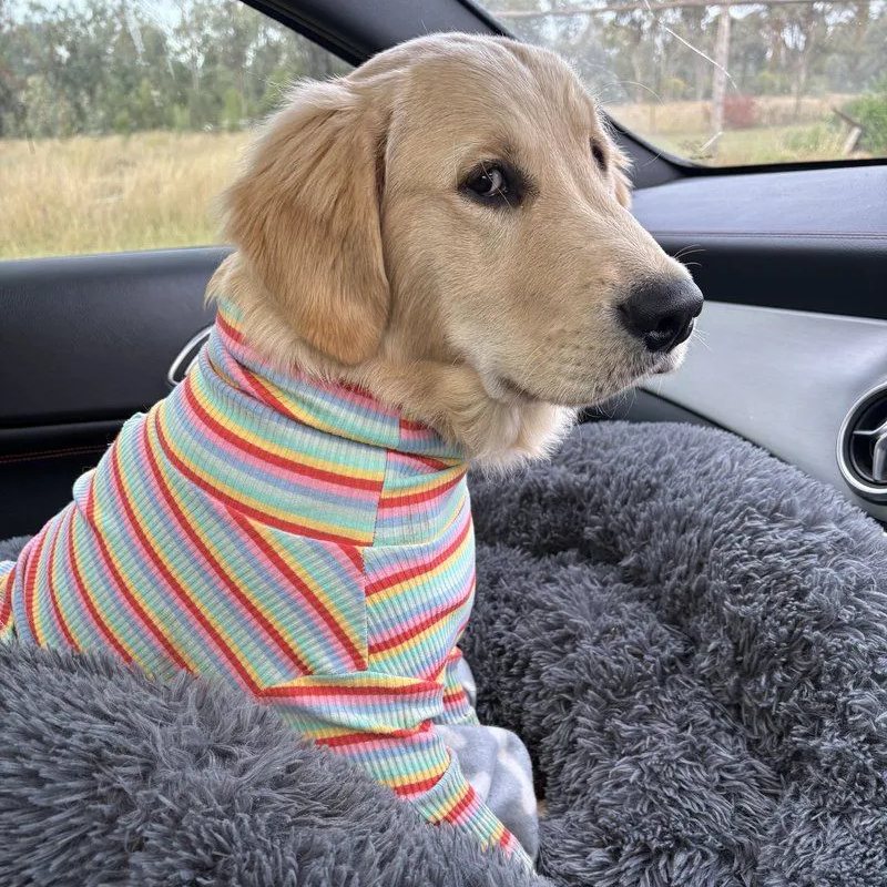 Daniel, a golden retriever puppy in a striped jumper, sitting up in the car