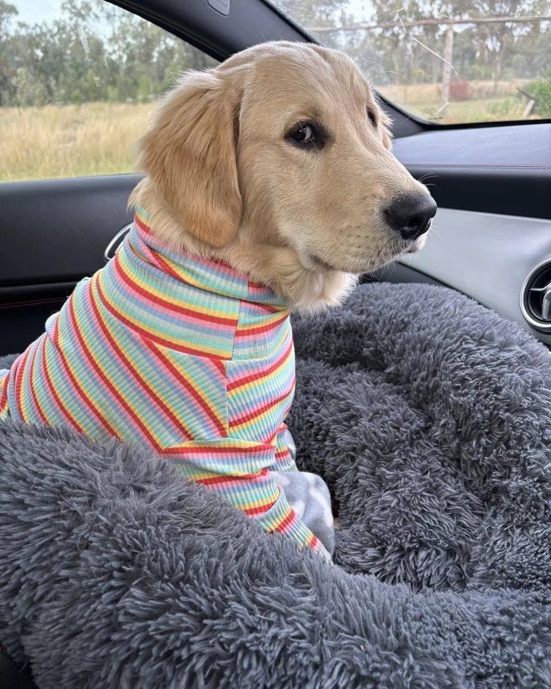 Daniel, a golden retriever puppy in a striped jumper, sitting up in the car